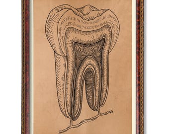 Art anatomique de dent humaine - illustration dentaire vintage - affiche médicale rustique - décoration de carte dentaire antique - décoration murale de bureau de dentiste