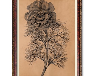 Fernblatt Pfingstrose Botanische Kunst - Antike Blumenillustrationen, rustikales Gartenposter, Vintage Blumendekor, Cottagecore Pfingstrosen Dekoration