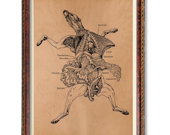 Könnte beinhalten: Anatomische Illustration der inneren Organe eines Hundes, beschriftet mit Begriffen wie "Sternum", "Leber" und "Magen". Die Zeichnung ist in schwarzer Tinte auf beigem Hintergrund, gerahmt in einem dunkelbraunen, verzierten Holzrahmen.