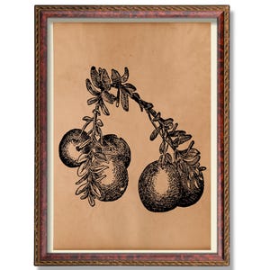 Cranberry Botanical Illustration – Antique Berry Wall Art, Rustic Kitchen Poster, Vintage Fruit Decor, Autumn Garden Decoration