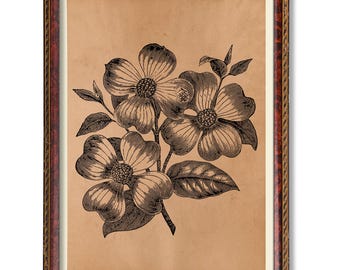 Dekoracja ścienna z motywem botanicznym derenia – antyczna ilustracja kwiatowa, rustykalna sztuka ogrodowa, plakat z motywem derenia w stylu vintage, dekoracja kwiatowa w stylu wiejskim