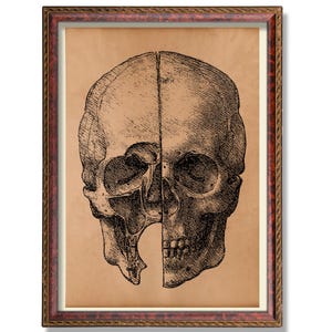 Schädel Anatomie Poster – Vintage Medizinische Illustration – Rustikale menschliche Schädel Wandkunst – Antike Anatomie Dekoration – Wissenschaftliche Dekoration