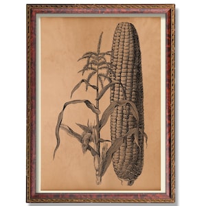 Vintage Corn Wall Art Rustic Botanical Vegetable Illustration Antique Farmhouse Kitchen Poster Heirloom Corn Decor Country Harvest Decor