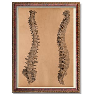 Human Spine Anatomy Illustration Vintage Medical Poster Rustic Vertebrae Art Print Antique Spinal Column Wall Decor Chiropractic Office Art