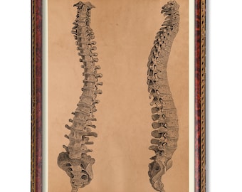 Human Spine Anatomy Illustration Vintage Medical Poster Rustic Vertebrae Art Print Antique Spinal Column Wall Decor Chiropractic Office Art