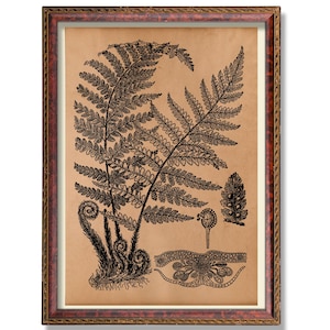 Fern Botanical Wall Decor – Antique Nature Illustration – Rustic Plant Art Poster – Vintage Greenery Decoration Cottagecore Botanical Print