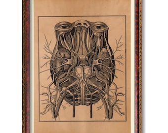 1854 - ヴィンテージ解剖学プリント脳壁アート医療アートワーク