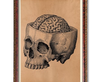 Arte anatómico del cerebro en el cráneo: póster de ilustración médica vintage, decoración rústica de pared anatómica, decoración científica antigua