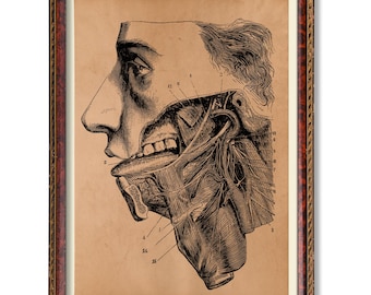 Human Head Anatomy Illustration – Vintage Medical Wall Art – Rustic Anatomical Poster – Antique Skull and Brain Decor – Science Print