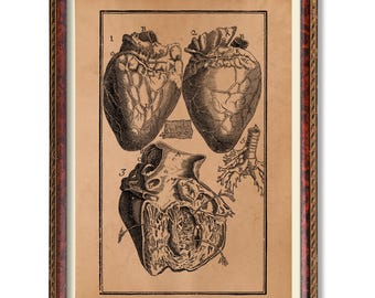 Vintage Heart Anatomy Illustration – Rustic Anatomical Wall Decor – Antique Medical Heart Chart – Human Heart Art Poster – Scientific Print