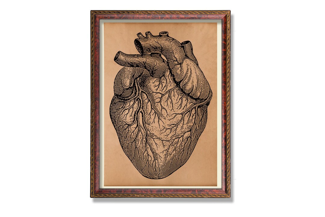 Heart Anatomy Decor Antique Medical Anatomy Art Anatomy Poster - Etsy