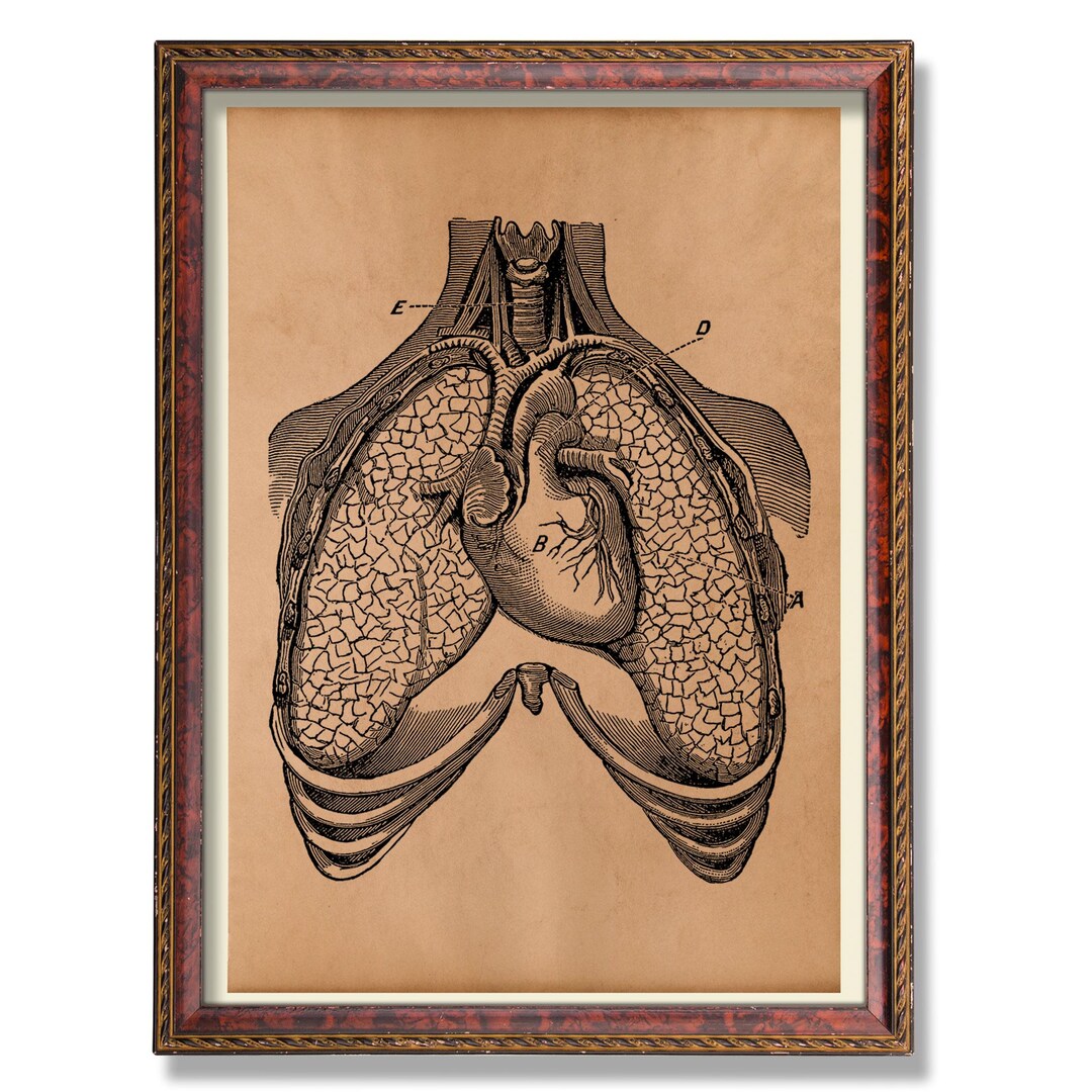 Anatomical Heart Print – Medical Wall Art – Human Heart Diagram ...