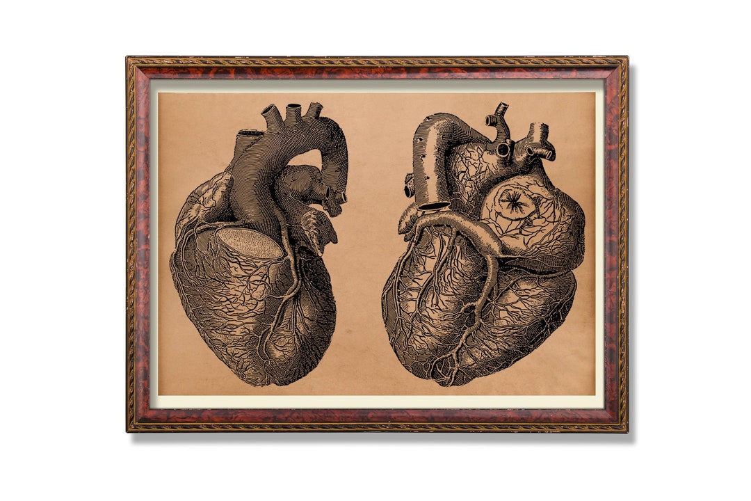 Heart Anatomy Decor Anatomy Art Antique Medical Anatomy Poster - Etsy