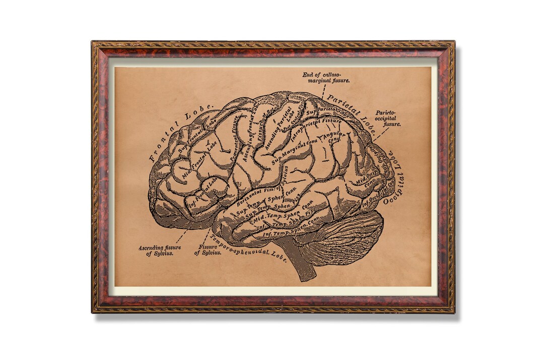 Brain Anatomy Art Print Anatomical Decor Vintage Medical Poster Surgeon ...