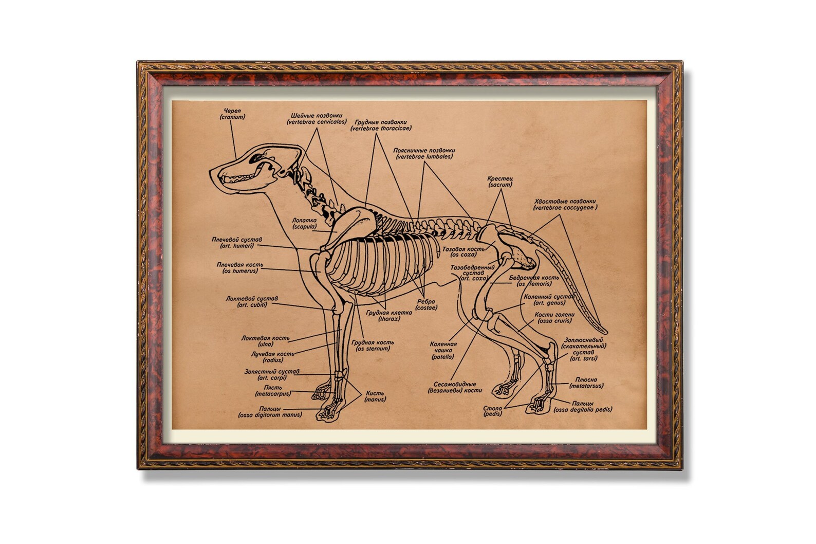 Anatomy Art Anatomical Poster Vintage Dog Decor Antique - Etsy UK