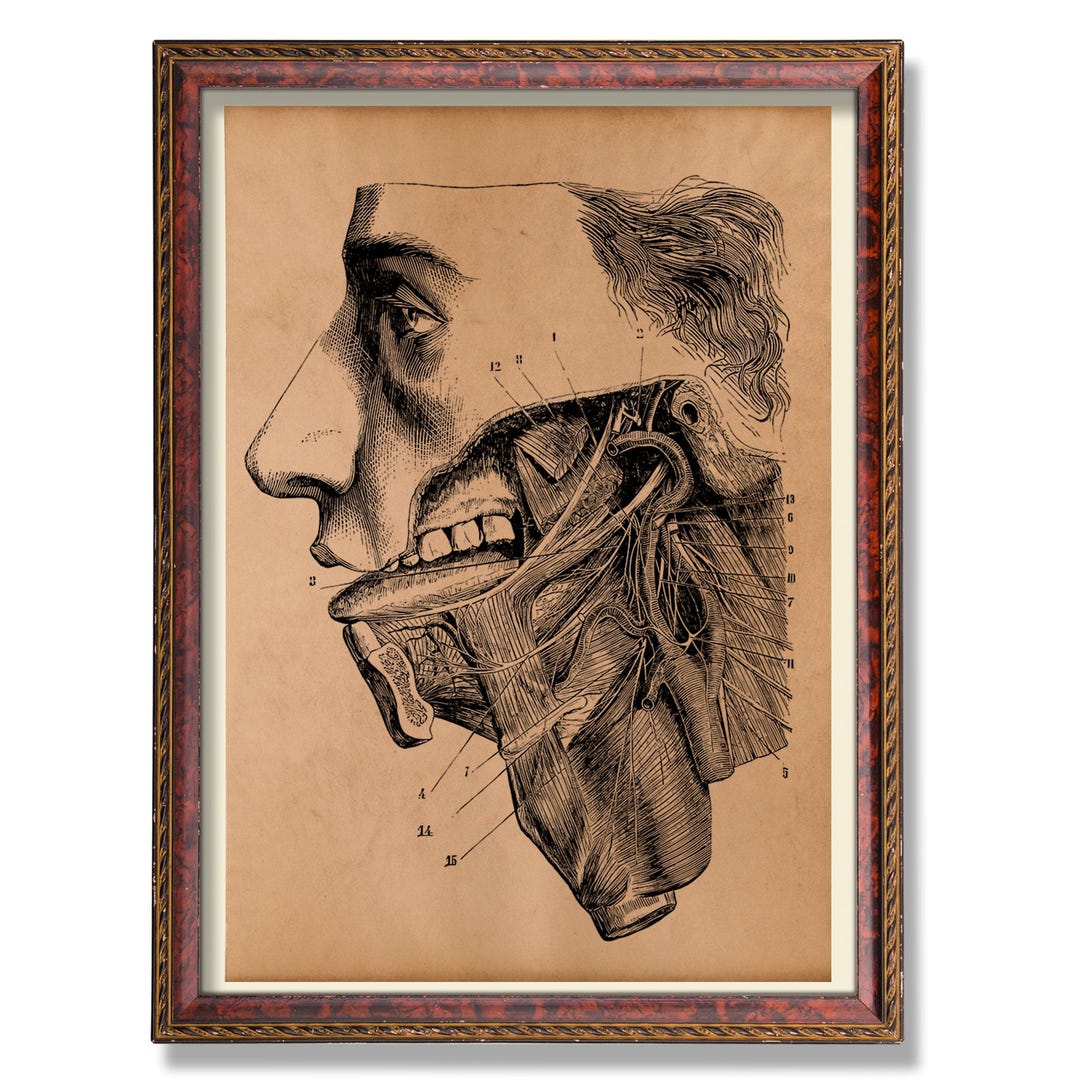 Human Head Anatomy Illustration – Vintage Medical Wall Art – Rustic ...