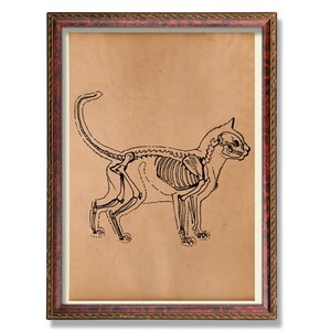 Cat Anatomy Print – Vintage Veterinary Illustration – Feline Anatomy Wall Art – Medical Animal Poster –  Vet Student Gift
