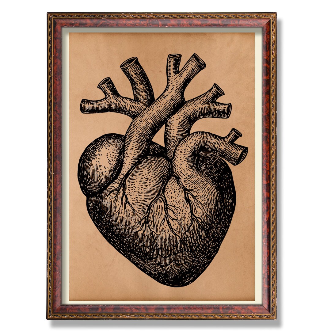 Human Heart Anatomy Art – Vintage Medical Illustration – Antique ...