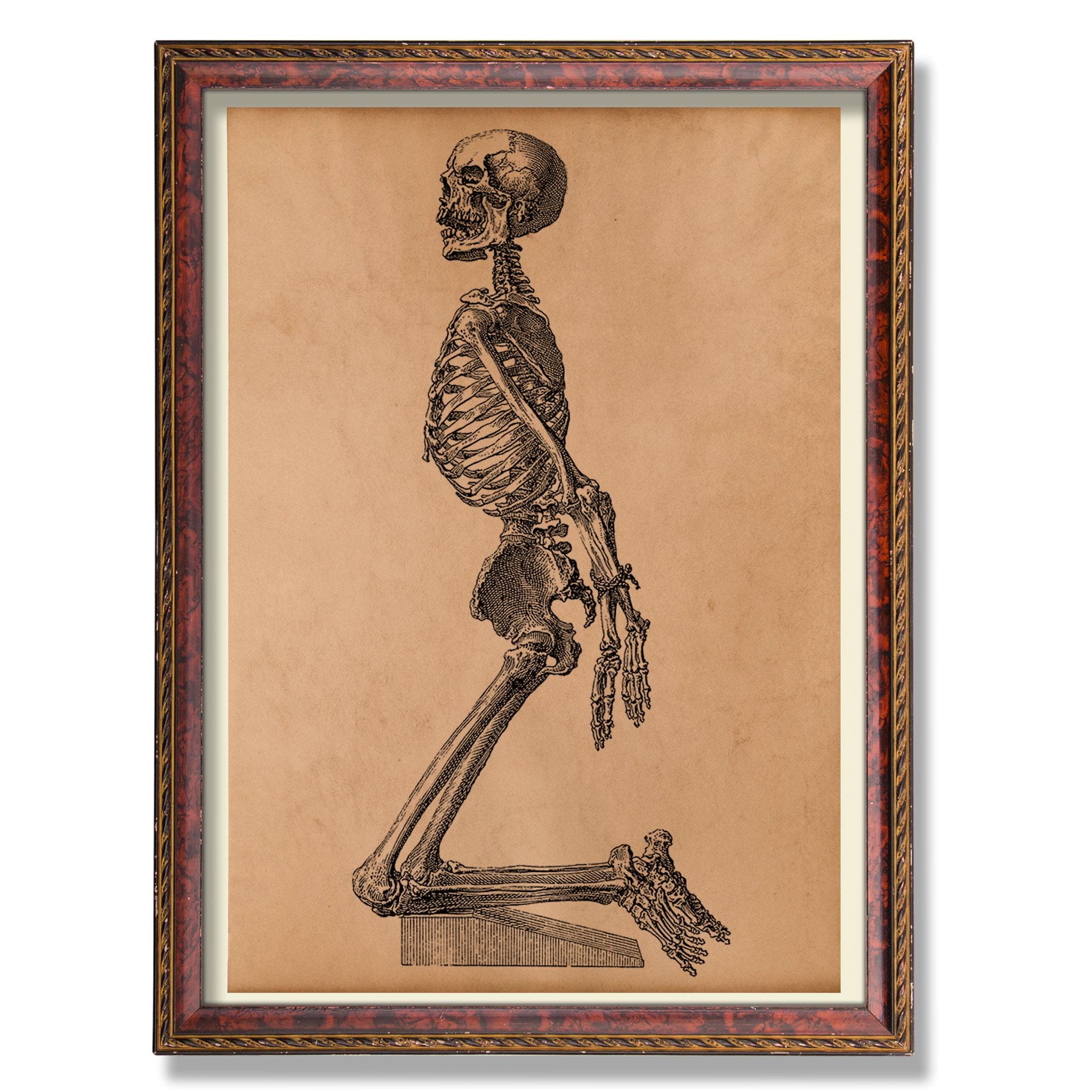 Tied Skeleton Anatomy Art - Vintage Medical Illustration Antique Human ...