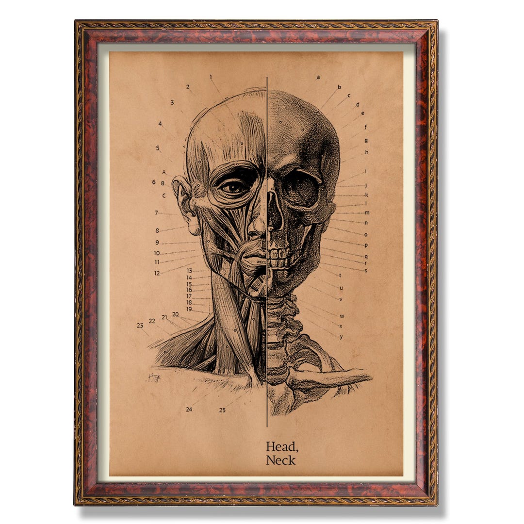 Vintage Head and Skull Anatomy Poster – Antique Medical Illustration ...