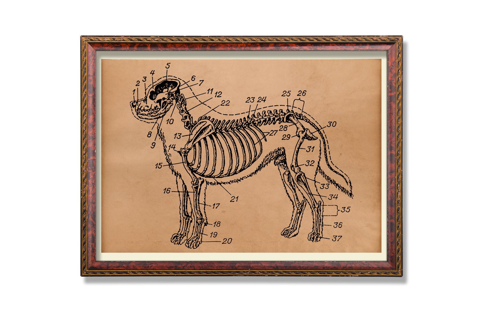 Dog Wall Art Anatomy Art Anatomy Poster - Etsy UK
