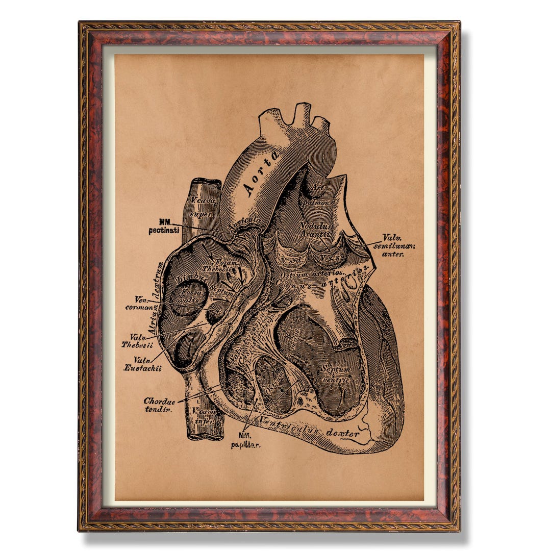 Anatomical Heart Wall Art Vintage Medical Illustration Rustic Anatomy ...