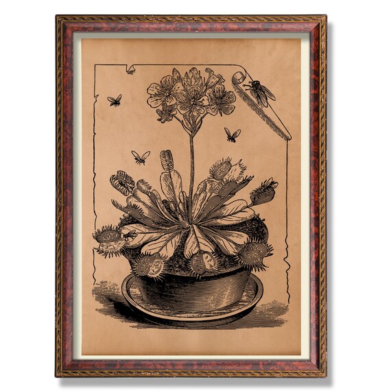 Venus Flytrap Botanical Art Antique Carnivorous Plant Illustration
