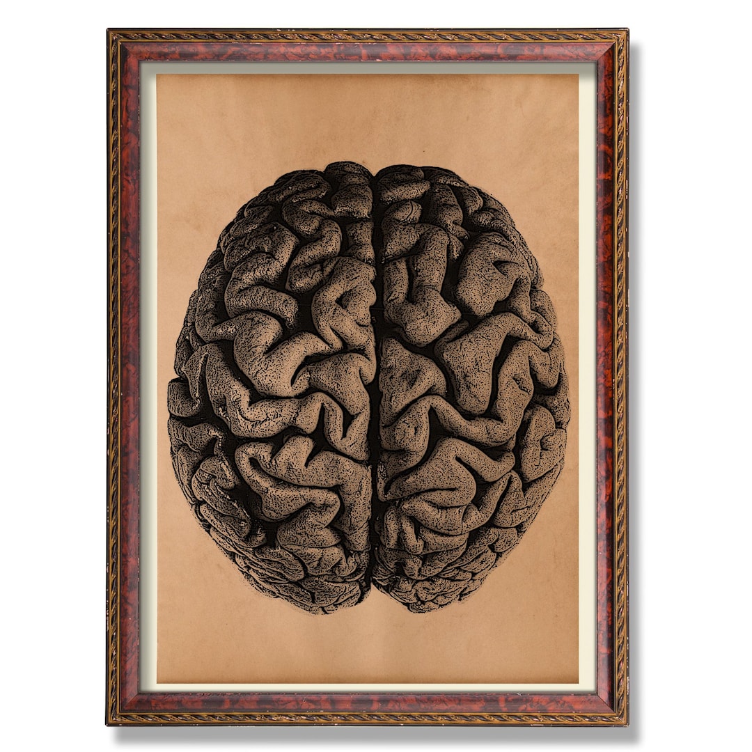 Human Brain Anatomy Art - Vintage Medical Illustration - Antique ...