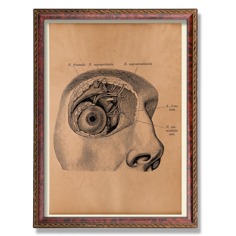 Human Eye Anatomy Wall Art – Vintage Medical Illustration – Rustic ...