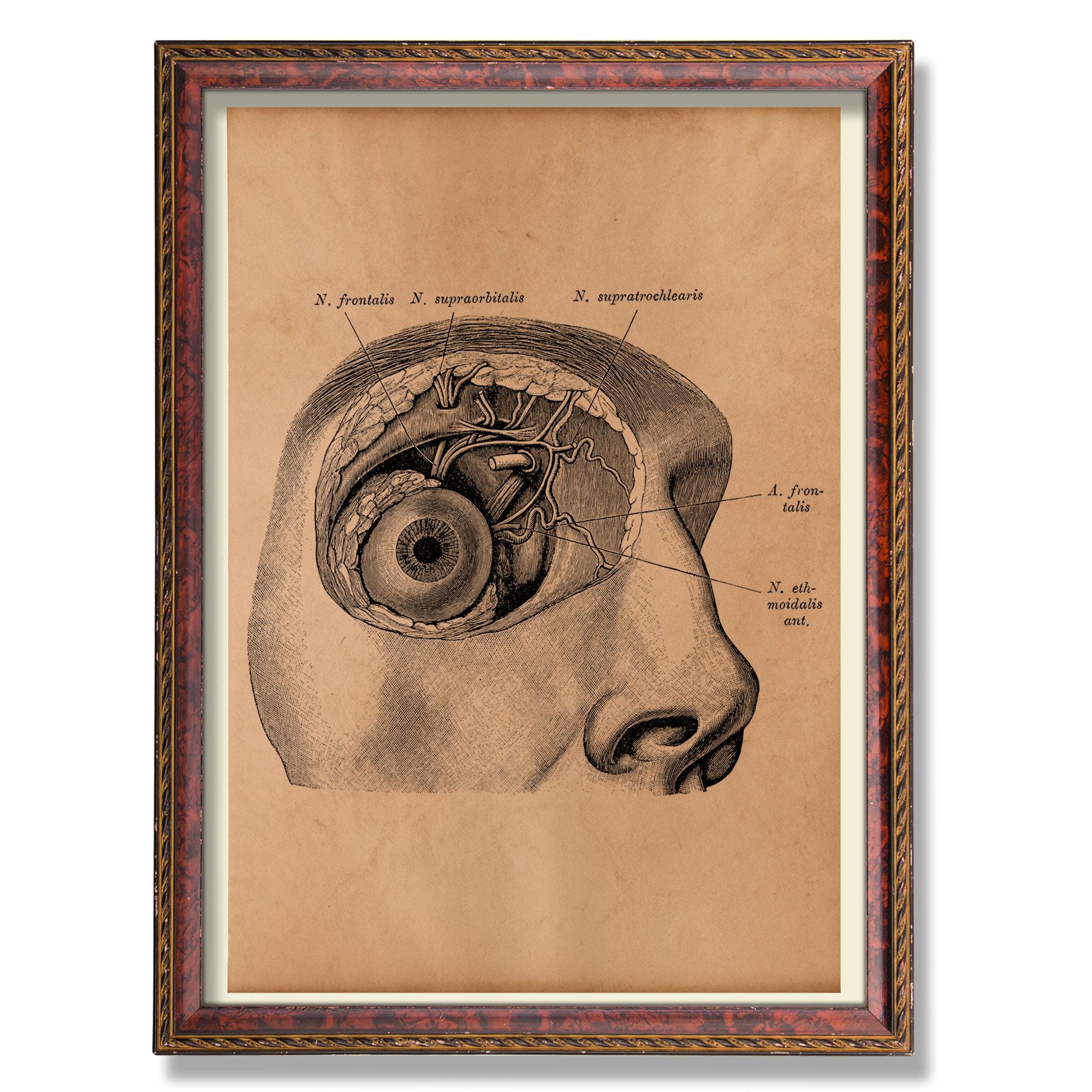 Human Eye Anatomy Wall Art – Vintage Medical Illustration – Rustic ...