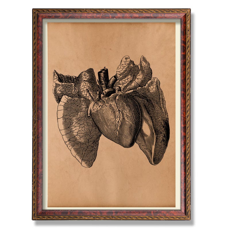 Vintage Human Heart Anatomy Poster Antique Medical Illustration ...