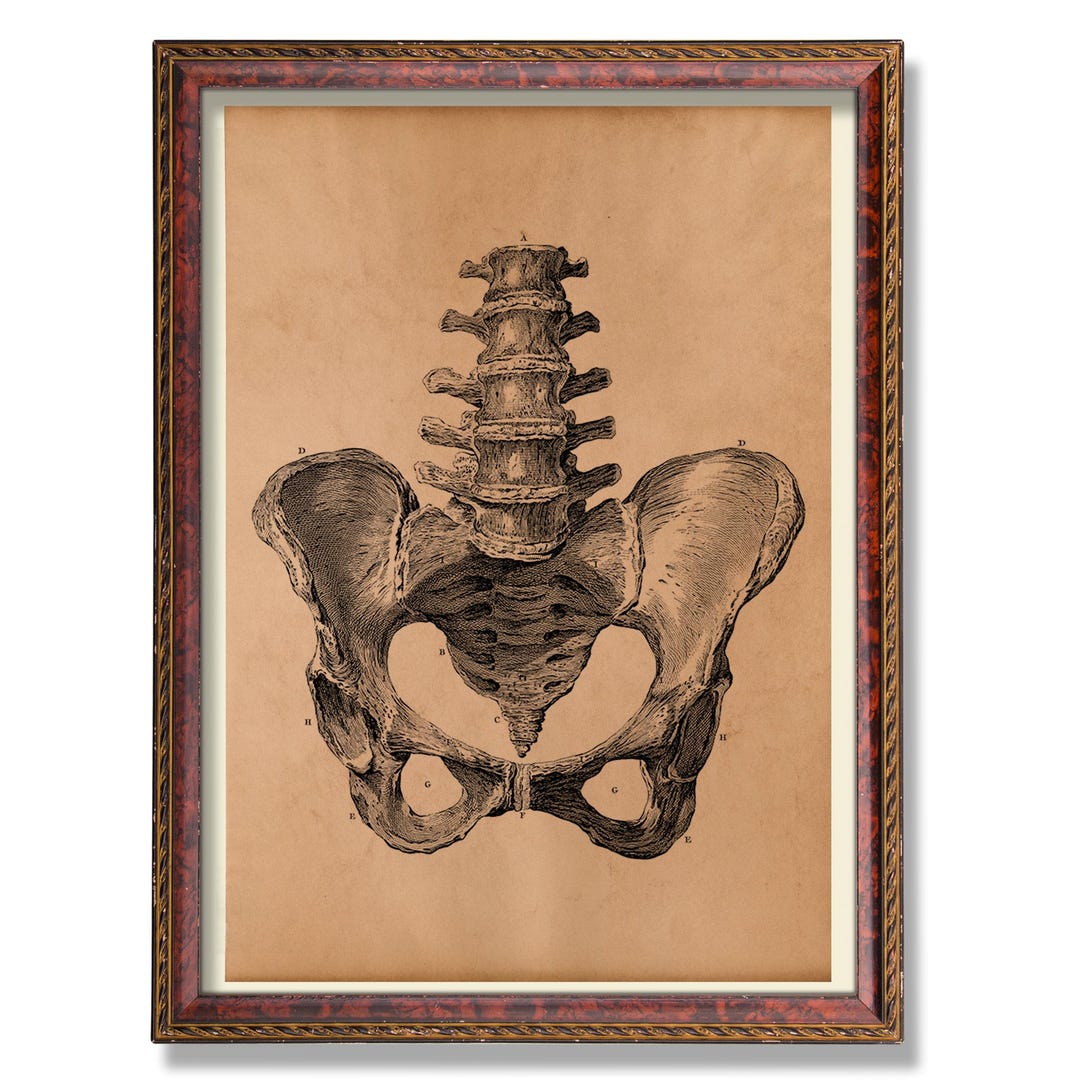 Human Pelvis Anatomy Art – Vintage Medical Illustration – Antique ...
