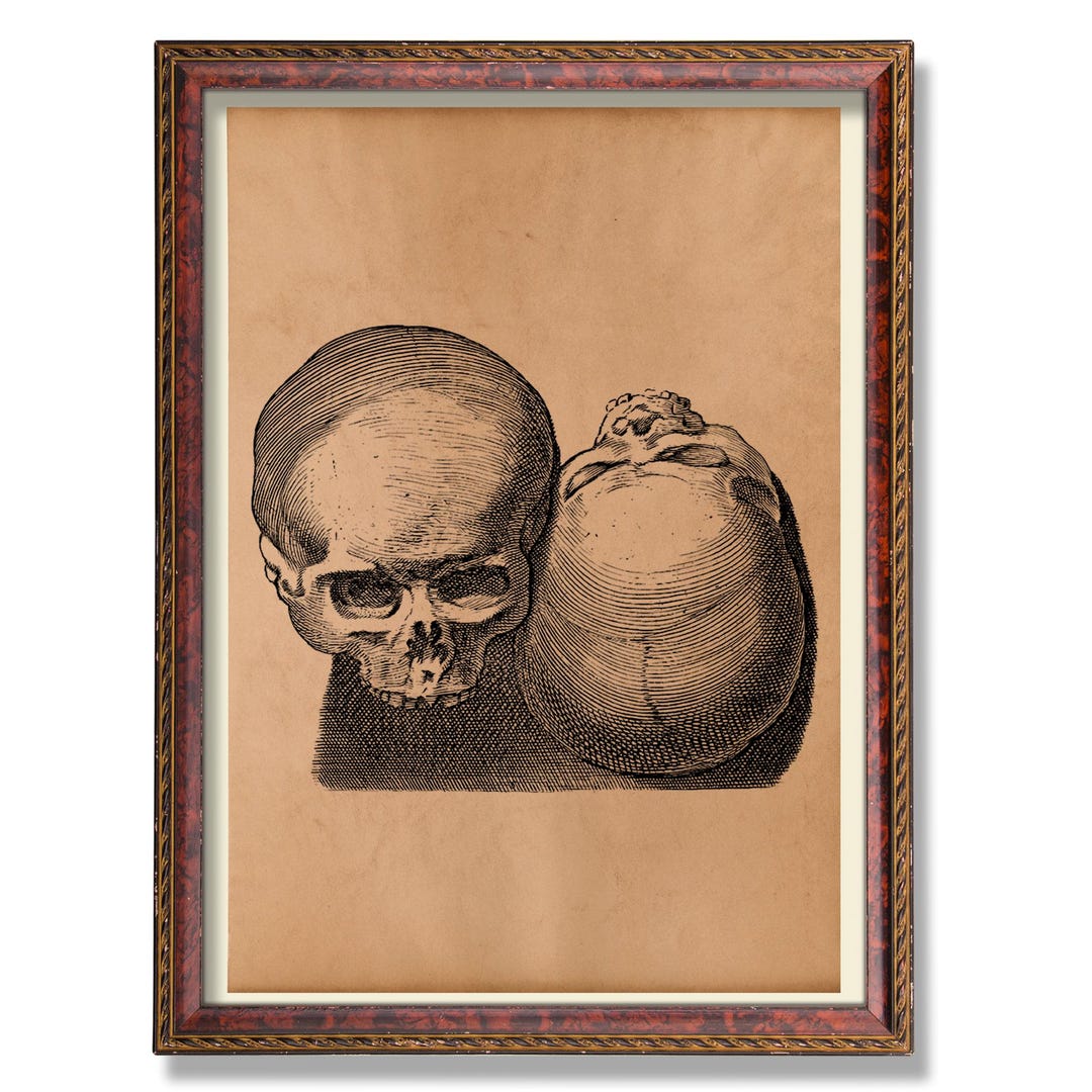 Human Skull Anatomy Illustration Vintage Medical Skull Art Rustic ...