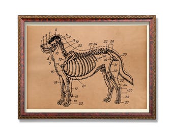 Könnte beinhalten: Gerahmter Druck mit einer detaillierten Schwarz-Weiß-Illustration des Skeletts eines Hundes, nummeriert. Das Kunstwerk ist vor einem beigen Hintergrund und in einem braunen Holzrahmen gerahmt.