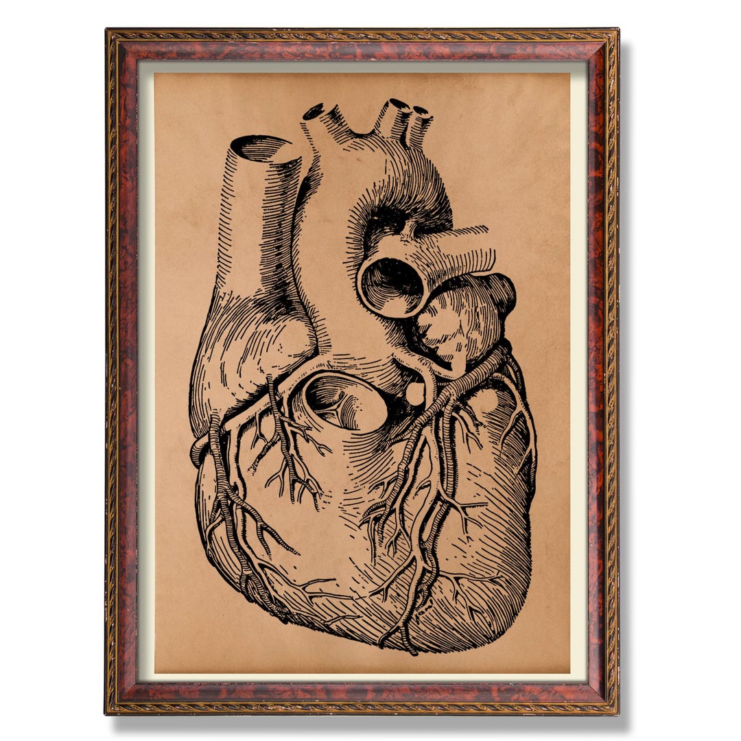 Heart Anatomy Wall Art – Vintage Anatomical Illustration | Antique ...