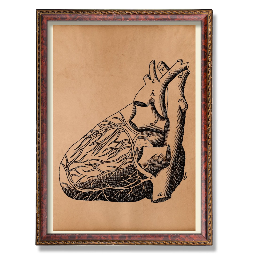 Human Heart Anatomy Poster – Vintage Medical Illustration | Anatomical ...