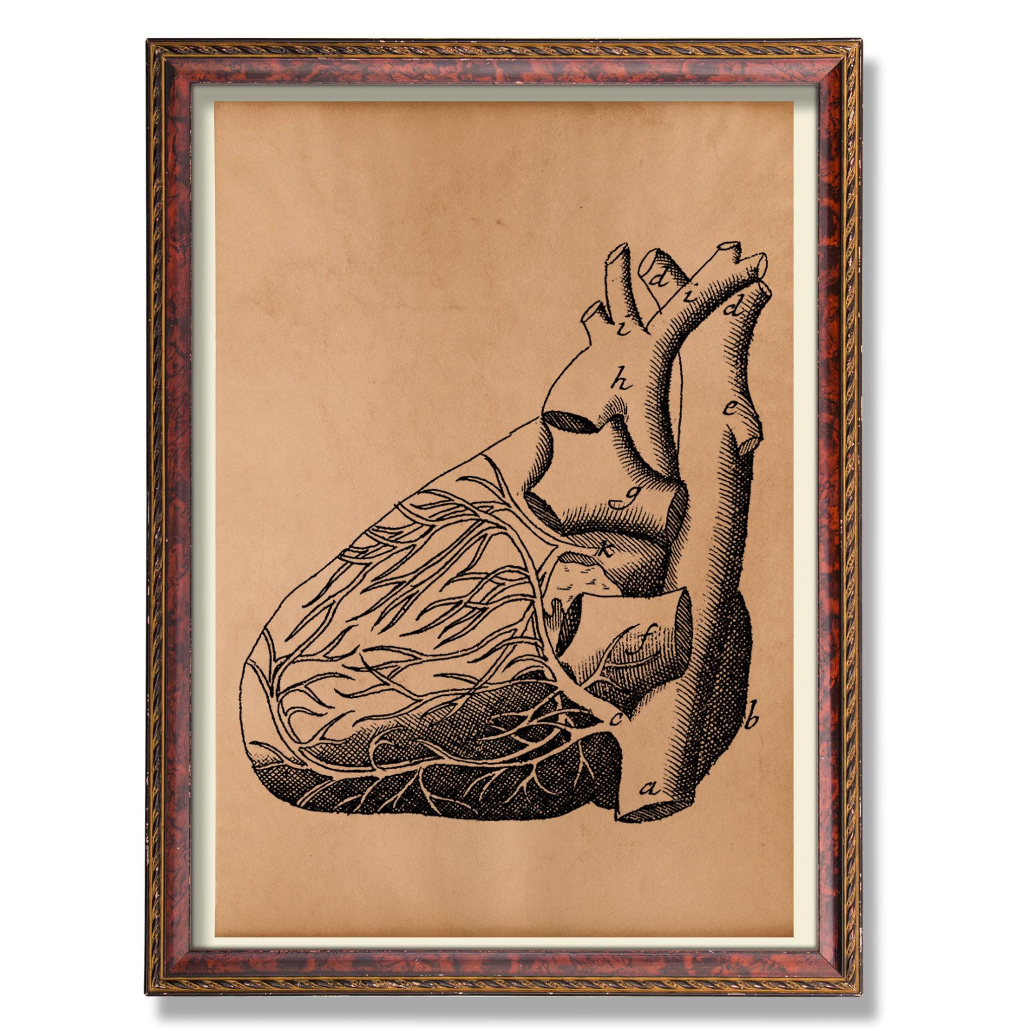 Human Heart Anatomy Poster – Vintage Medical Illustration | Anatomical ...