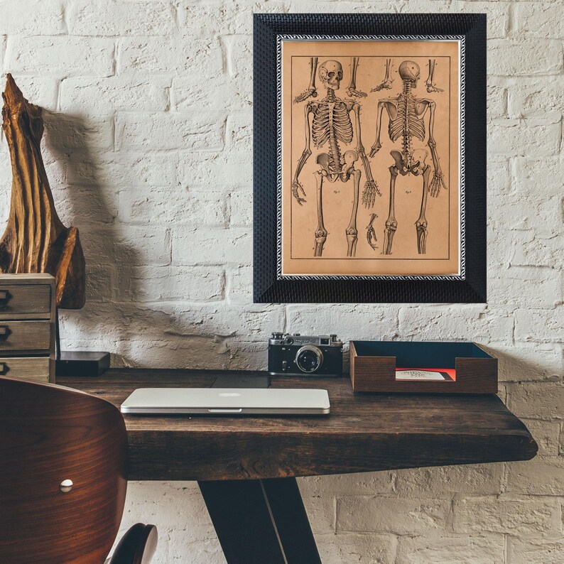 Human Skeleton Anatomy Poster – Antique Medical Illustration – Vintage ...