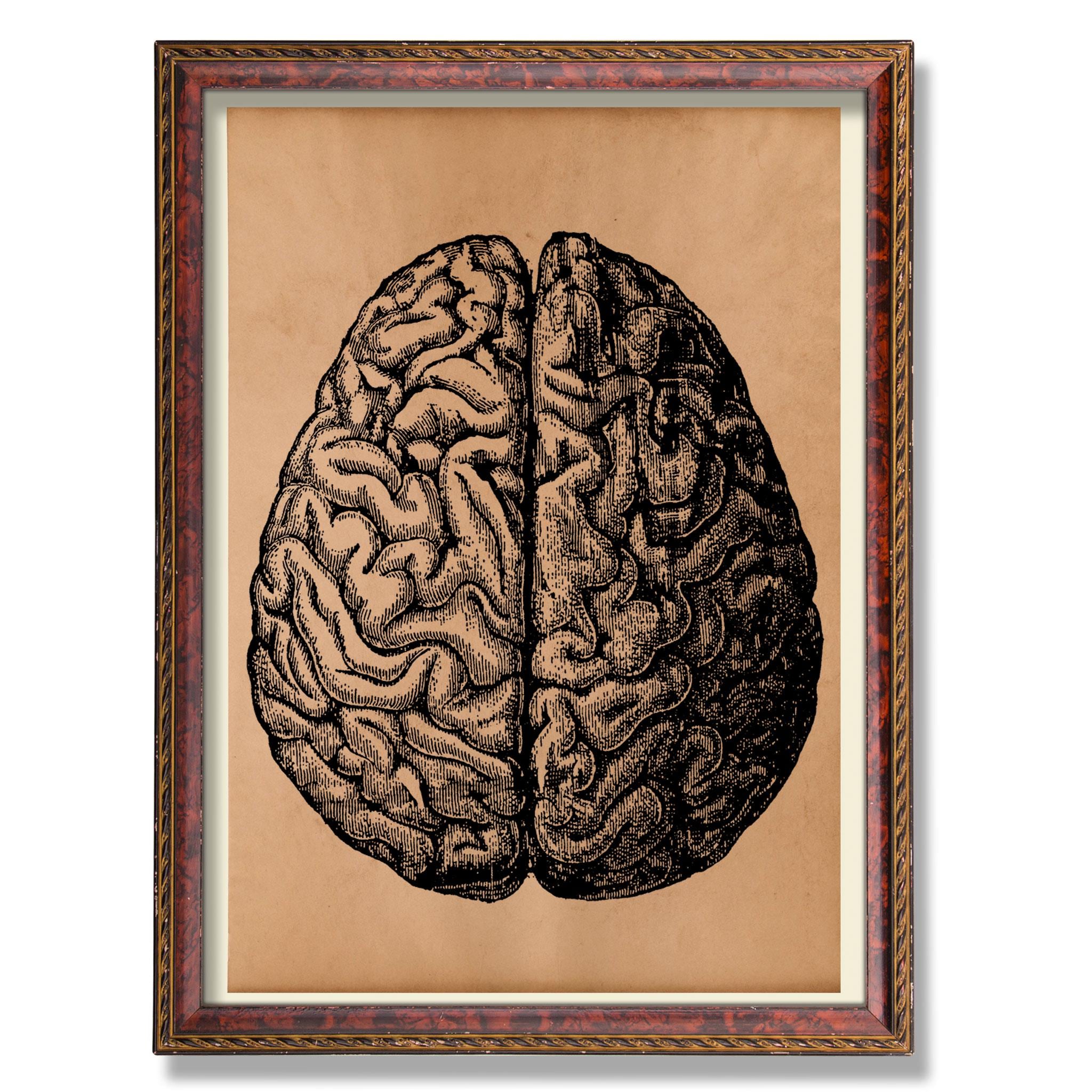 Vintage Brain Anatomy Poster - Rustic Science Wall Art - Antique ...