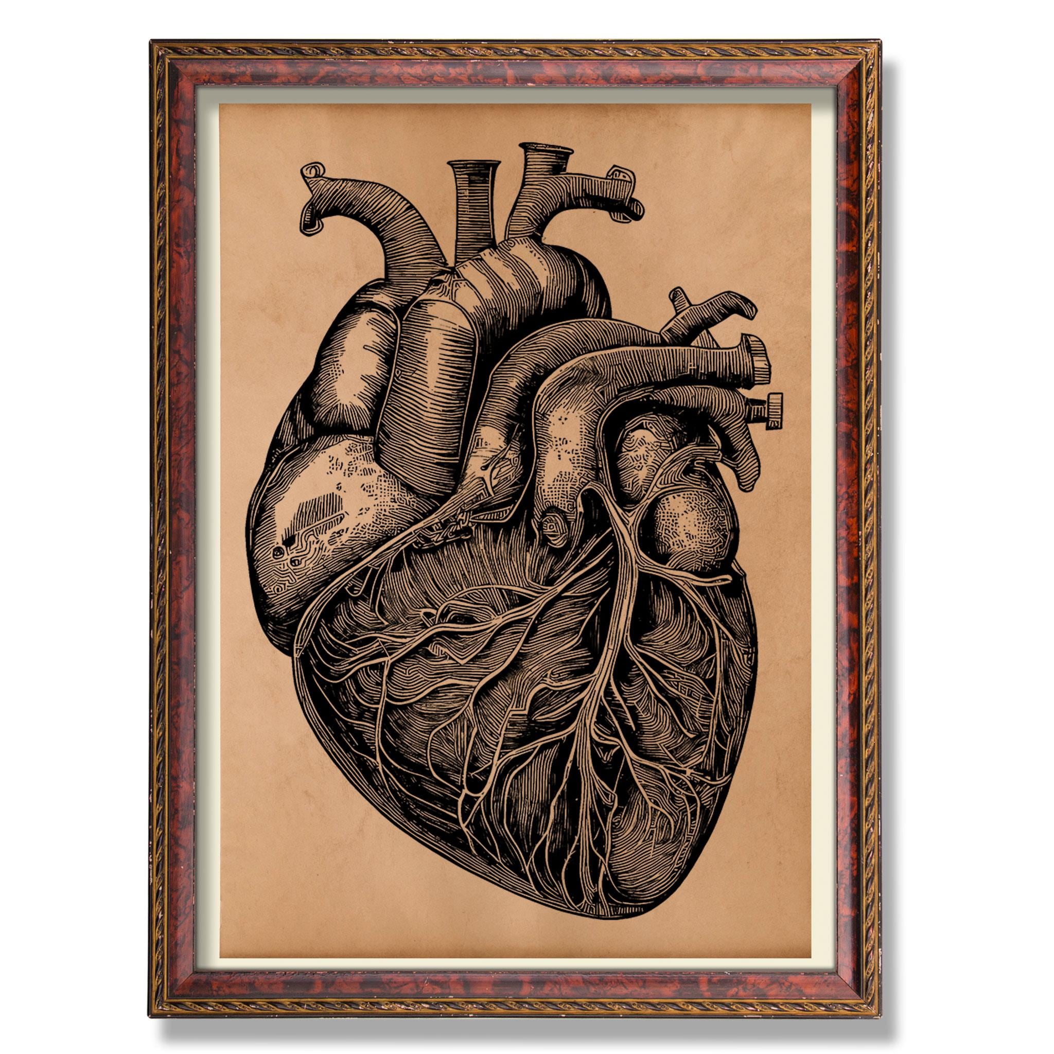 Vintage Human Heart Anatomy Poster – Antique Medical Wall Art ...