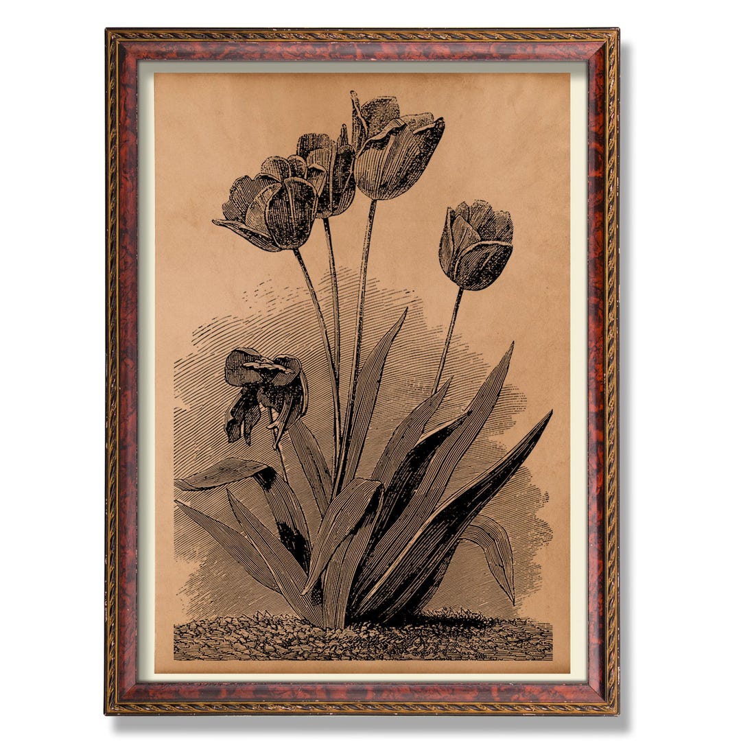 Tulip Botanical Illustration – Vintage Floral Art Print – Antique ...