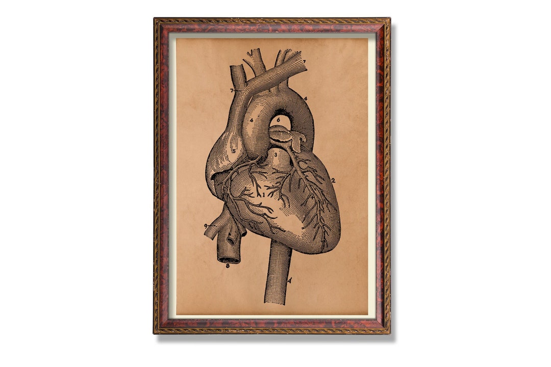 Anatomical Heart Anatomy Art Anatomy Poster Medical Decor - Etsy