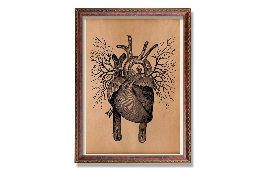 Heart Anatomy Decor Anatomy Poster Medical School Gift Anatomy - Etsy