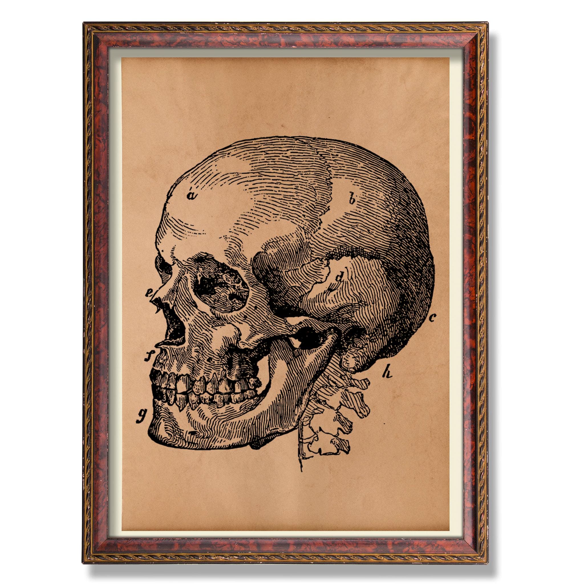 Human Skull Anatomy Chart – Vintage Medical Illustration – Antique 