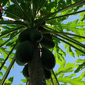 PAPAYA Seeds 100% Organic!!!