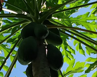 Op de afbeelding: Laag perspectief van een papajaboom met groene vruchten aan de stam. De stam is grijs en de bladeren zijn heldergroen. De heldere blauwe lucht is zichtbaar door het gebladerte.