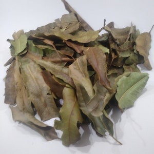DRIED MANGO leaves 100 % ORGANIC. Non-gmo. Herbal tea. Vegan 1 pack=100 leaves