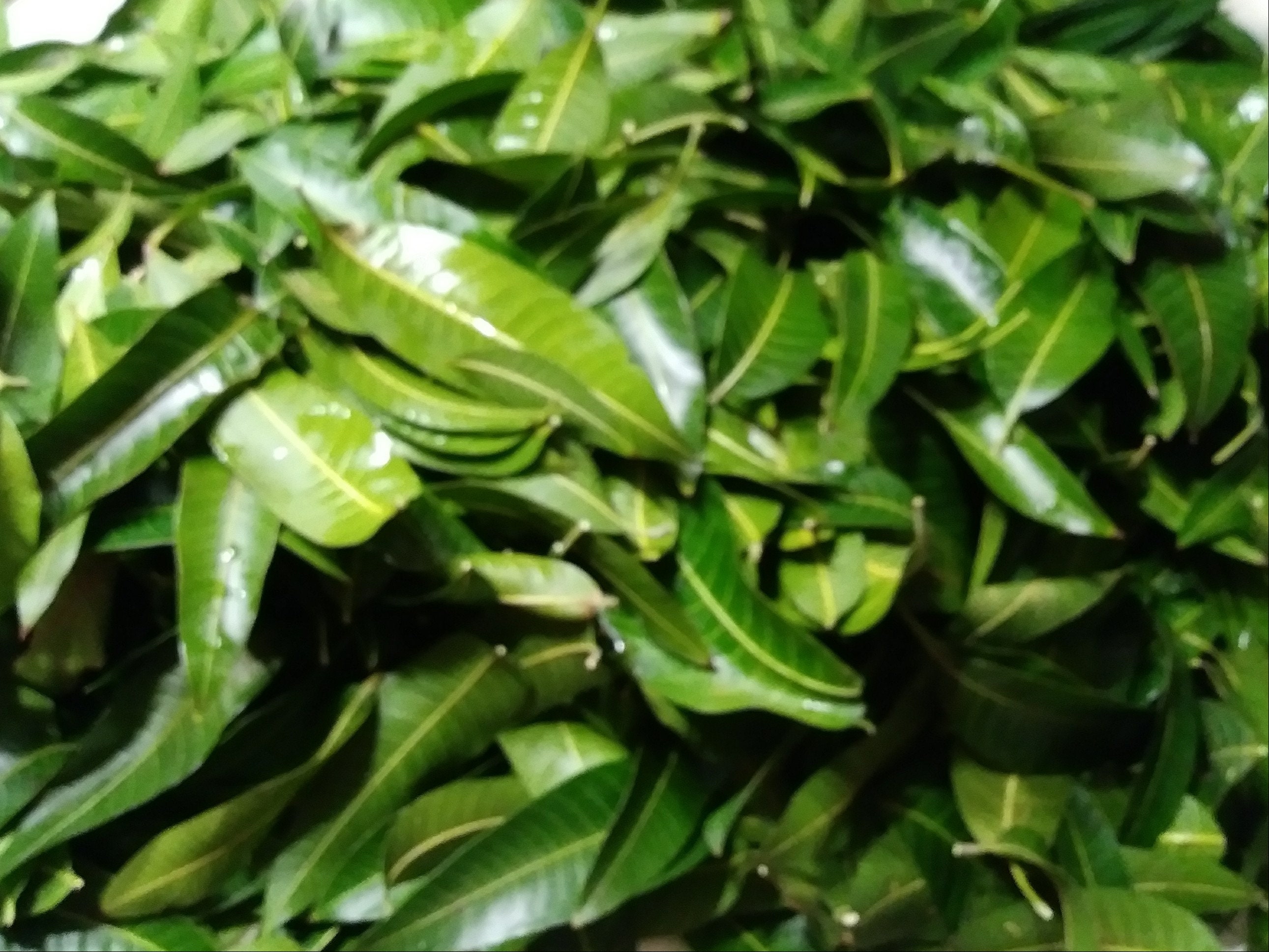 DRIED MANGO leaves. 100 organic. Herbal Tea. Non GMO. 2 oz. Etsy