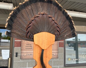 Turkey Tail/Beard Display Plaque