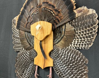 Turkey Tail Beard Wing Display